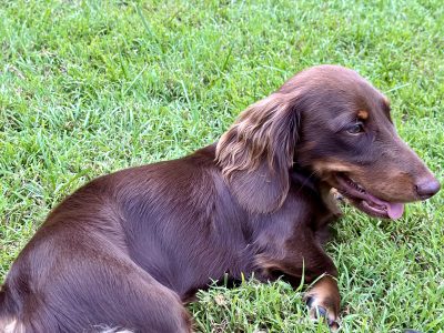 Dachshund – Ashgrove