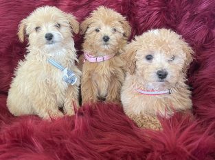 Toy Moodle – Gilgai