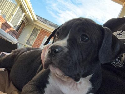 American Staffordshire Bull Terrier – Medowie