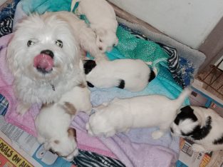 Maltese Shih Tzu – Corio