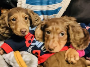 Dachshund – Cambridge Gardens