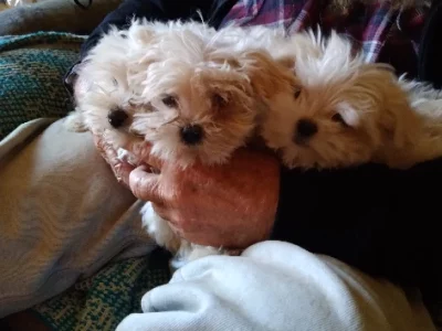 Maltese – Brisbane