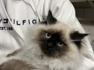 Ragdoll – Hoppers Crossing