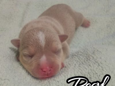 American Bulldog – Coffs Harbour