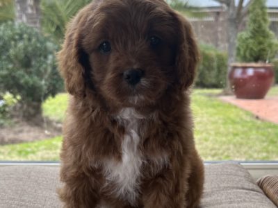 Cavoodle – O’Connell