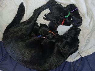 Goldador – Julie Olson