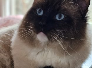 Ragdoll – Dandenong North