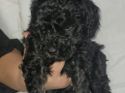 Poodle Mini – Point Cook