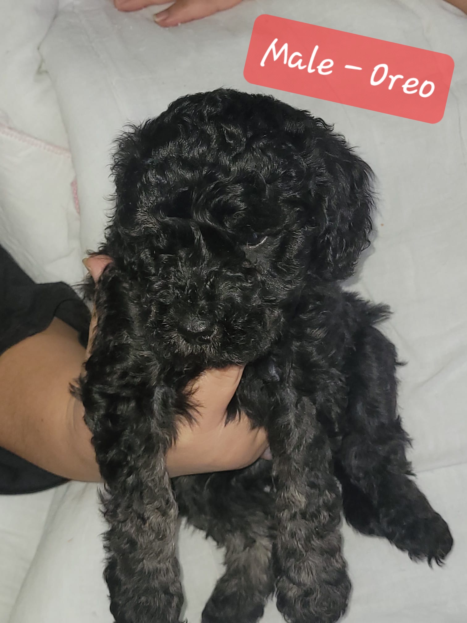 Poodle Mini – Point Cook