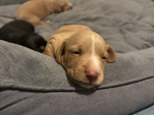 Miniature Dachshund – Jeremy Anderson