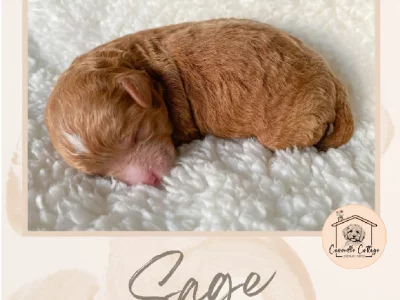 Cavoodle – Banora Point