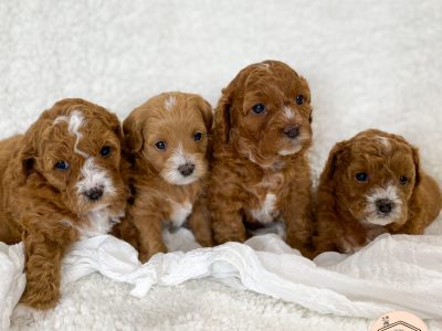 Cavoodle – Banora Point