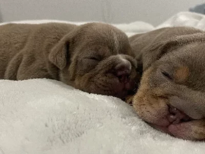 British Bulldog – Caboolture