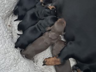 Dachshund – Runcorn