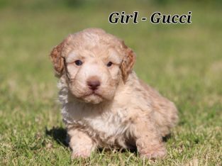 Lagotto Romagnolo – Tamworth