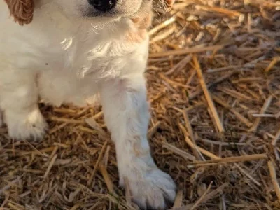 Spoodle – Bindi Patch Puppies