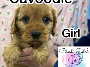 Cavoodle – Canberra