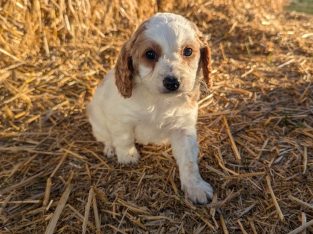 Spoodle – Bindi Patch Puppies