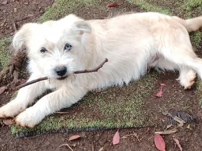 Border Collie – BonnieMagpie