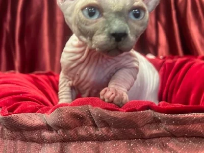 Elf – Rockhampton City