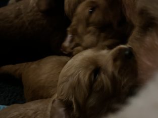 Goldendoodle – Gingin