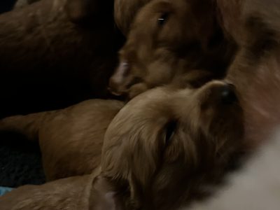 Goldendoodle – Gingin