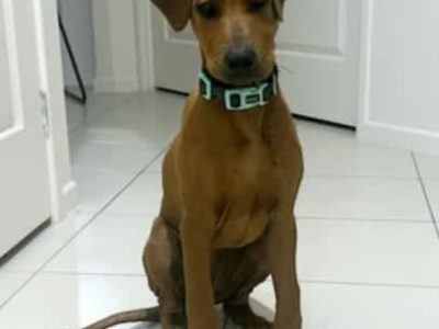 Rhodesian Ridgeback – Peregian Springs