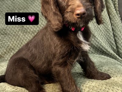 Labradoodle – Wollongong