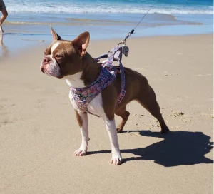 Boston Terrier – Braidoch Boston Terriers