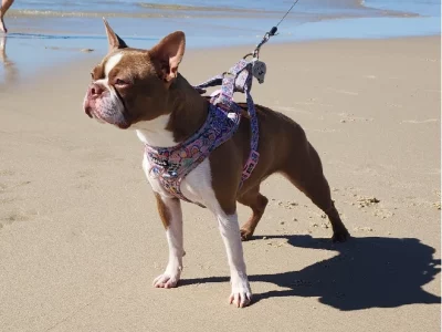 Boston Terrier – Braidoch Boston Terriers