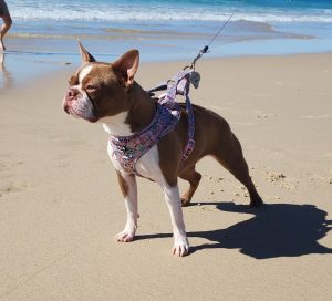 Boston Terrier – Braidoch Boston Terriers