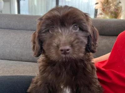 Bordoodle – Clayton