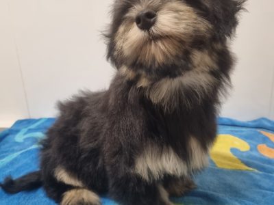 Havanese – South Coast