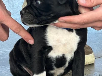 Staffordshire Bull Terrier – Beaufort