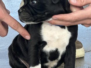 Staffordshire Bull Terrier – Beaufort