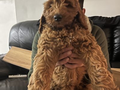 Labradoodle – Carrum Downs