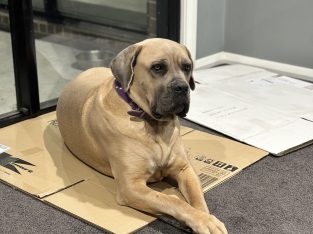 Cane Corso – Oakdale