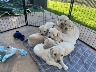 Golden Retriever – Bayswater North
