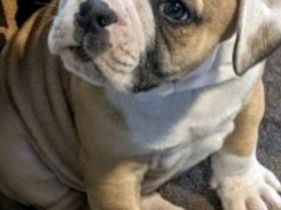 American Bulldog – P Turner