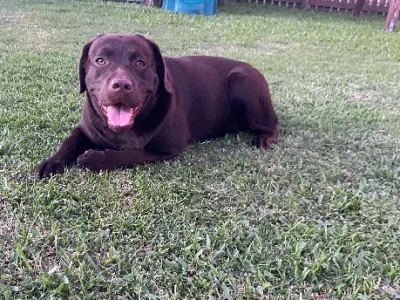 Labrador Retriever – Mackay