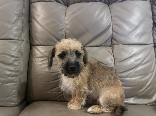 Dachshund – Yasmin