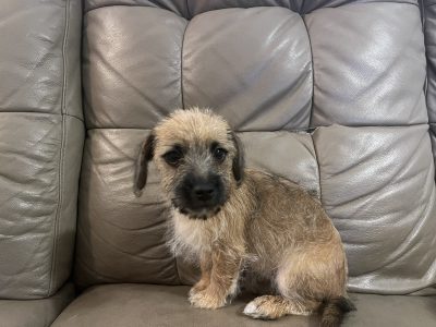 Dachshund – Yasmin