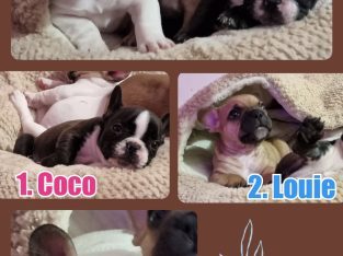 French Bulldog – Perth