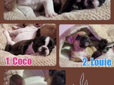 French Bulldog – Perth