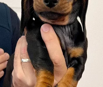 Miniature Dachshund – Seacliff Park