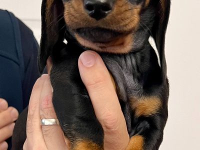 Miniature Dachshund – Seacliff Park