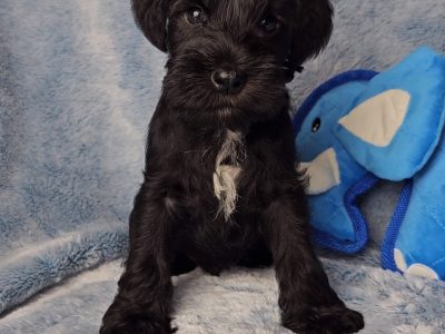 Schnauzer (Miniature) – Kerri Giesemann