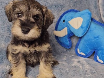 Schnauzer (Miniature) – Kerri Giesemann