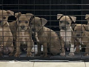 Staffordshire Bull Terrier – Eagleby