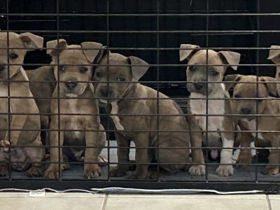 Staffordshire Bull Terrier – Eagleby